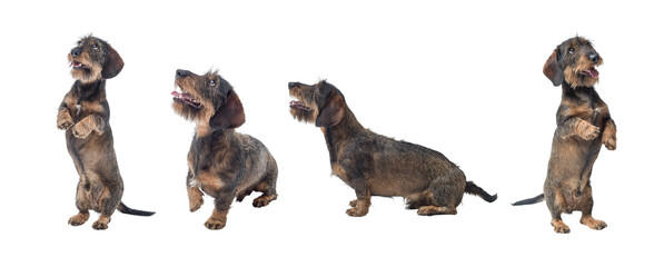 Obraz premium Collection of Dachshund dog portraits