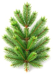 Naklejka premium Christmas Spruce on White. New Year Spruce Branch Image. Holiday Spruce Isolated Art. Festive Spruce Decoration Picture. Winter Spruce Branch Design.