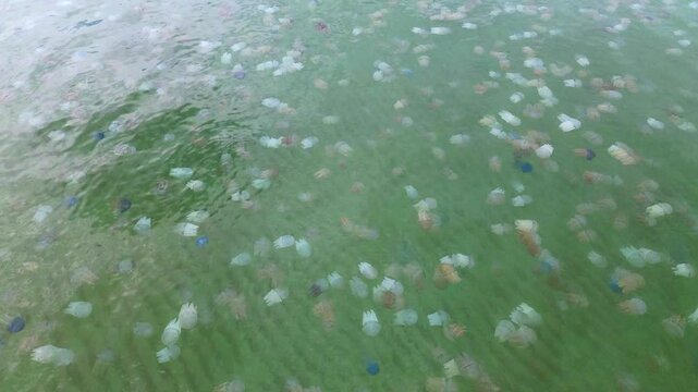 Many colorful jellyfish live in the sea.The sea water is clean and bright green.