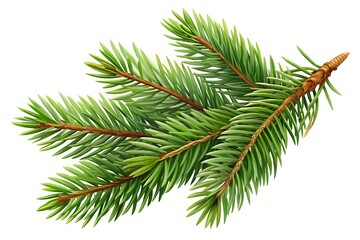White Background Festive Spruce. Elegant Spruce Art Picture.