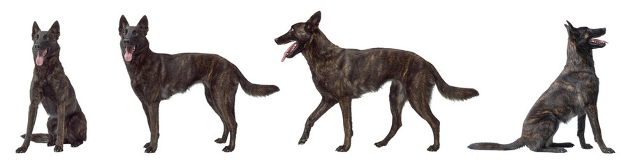 Collection of Dutch Sheperd dog portraits