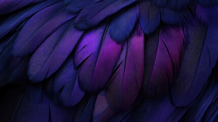 Fototapeta premium Analysis of dark and violet plumage highlighting avian feather traits suitable for decorative prints or poster designs featuring a nature theme with an ultraviolet touch