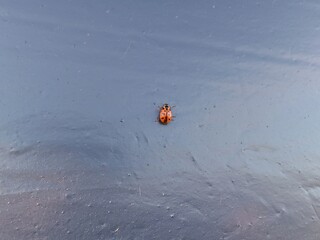 Ladybug beetle on a black polyethylene surface. Themes of nature and bugs.