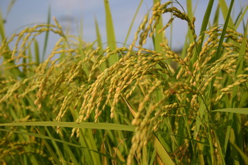 목초, 들판, 네이처, green, 밀, 경작, 식물, 농장, 여름, 곡류, 결, sky, 봄, 라이스, 보리, 성장, 먹을것, 목초지, blue, 곡류, 농촌, 옥수수, 내추럴, 시골, 수확, 쌀, 벼, 논, 수확, 논, 수확, 가을, 추수, rice