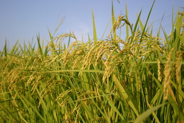 목초, 들판, green, 네이처, 경작, sky, 식물, 여름, 밀, blue, 농장, 목초지, 곡류, 경관, 라이스, 결, 봄, 농촌, 보리, 먹을것, 내추럴, 성장, 곡류, 옥수수, 주변, 벼, 가을, 추수, 쌀