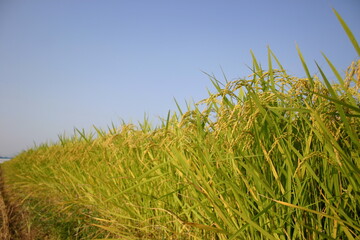 목초, 들판, green, 네이처, 밀, sky, 경작, 여름, 식물, blue, 농장, 곡류, 봄, 목초지, 경관, 보리, 결, 먹을것, 성장, 옥수수, 농촌, 곡류, 주변, 씨, 호밀, 쌀, 농사, 논, 하늘, 수확, rice