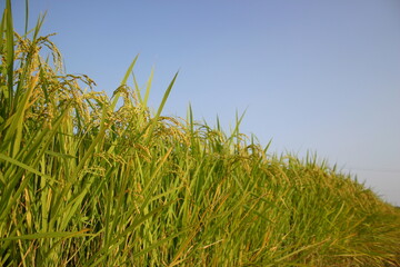 들판, 목초, 네이처, green, 경작, 식물, 밀, 농장, 라이스, 여름, 봄, 결, 곡류, 곡류, 목초지, 호밀, 먹을것, 성장, 농촌, 귀, 내추럴, 바람, 수확, 경작, 가을, 벼, 농사, 벼농사, 쌀, 추수