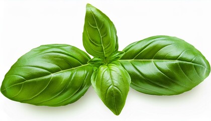 バジル（Basil）
