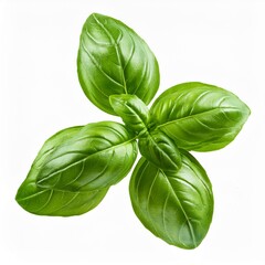 バジル（Basil）
