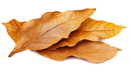 PNG, Cluster of golden-brown tobacco leaves in daylight isolated on a transparent background