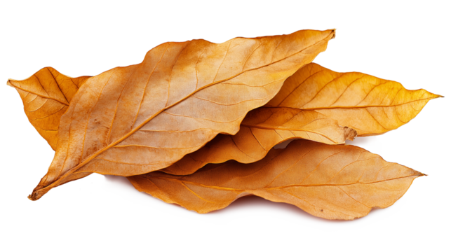 PNG, Cluster of golden-brown tobacco leaves in daylight isolated on a transparent background