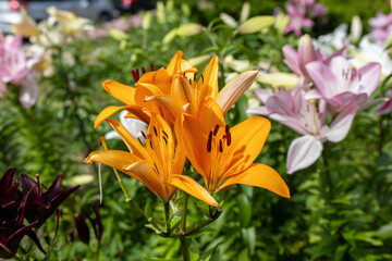 orange lily in the garden