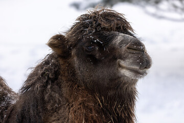 Close-up of a two-humped camel in winter.(Camelus bactrianus)