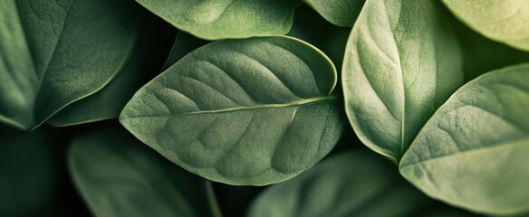 Naklejka premium The Lush Green Leaf Layer