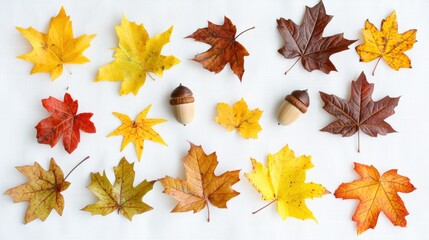 Colorful Autumn Leaves Arrangement on White Background
