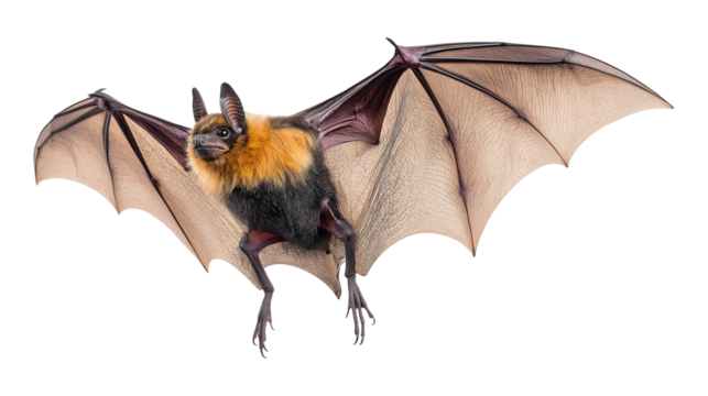 PNG, Flying bat isolated on a transparent background