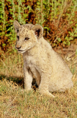 White lion puppy