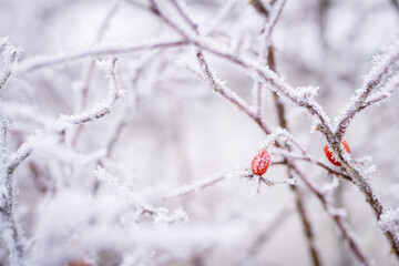 Frost covered branch of rose hip with red berries in winter. Close-up of hoar frost on rosehip bush...