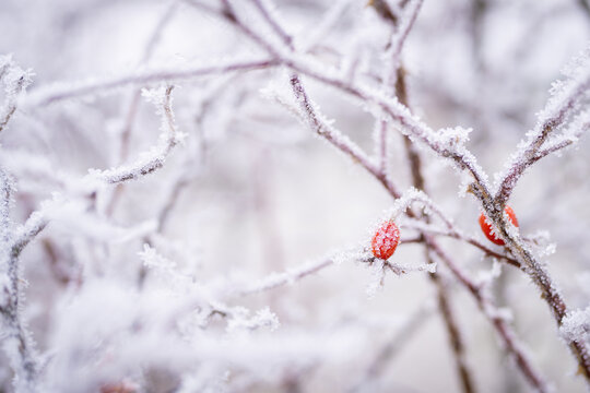 Frost covered branch of rose hip with red berries in winter. Close-up of hoar frost on rosehip bush branches. Cold weather background concept.