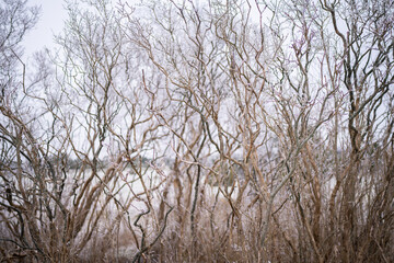 Lilac or common lilac (Syringa vulgaris) in winter. Winter background, bare Lilac bushes.  Soft focus. Seasonal background.