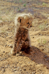 cheetah puppy © miropa20