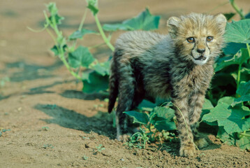 cheetah puppy