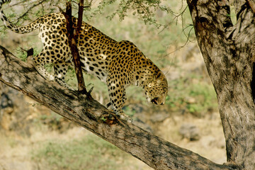 Leopard