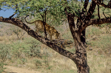 Leopard