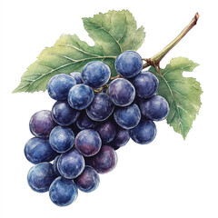 Grape fruit watercolor clipart illustratration