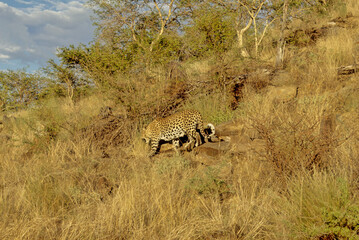 Leopard