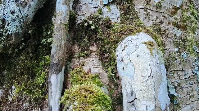 Ants walking on tree's moss and lichen
