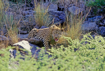 Leopard