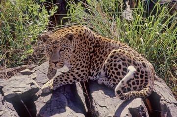 Leopard