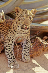 Leopard