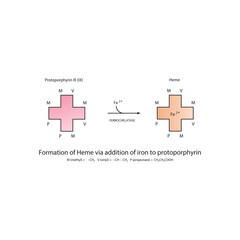 Fototapeta premium Diagram showing synthesis of Heme from Protoporphyrin III through addition of Iron via Ferrochelatase enzyme chemical reaction. skeletal structure diagram. compound molecule scientific illustration.