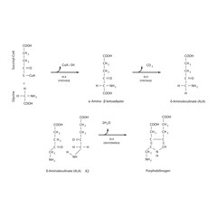 Diagram  showing synthesis of porphobilinogen through ALA synthase, biochemical reaction schematic illustration. skeletal structure diagram. compound molecule scientific illustration.