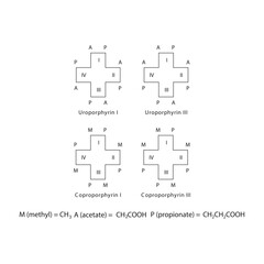 Obraz premium Diagram of Uroporphyrin and Coproporphyrin molecules chemical molecular structure, featuring rings and substitutions. skeletal structure diagram. compound molecule scientific illustration.
