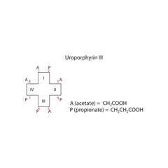 Fototapeta premium Diagram of Uroporphyrin III molecule chemical molecular structure, showing substitutions - acetate and propionate. skeletal structure diagram. compound molecule scientific illustration.