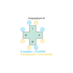 Obraz premium Diagram of Uroporphyrin III molecule chemical molecular structure, showing substitutions - acetate and propionate. skeletal structure diagram. compound molecule scientific illustration.
