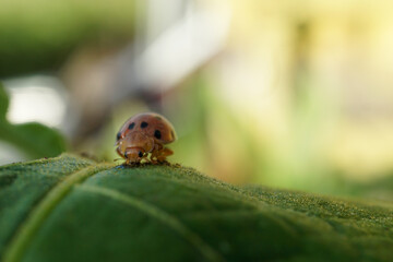 ladybug on grass
