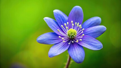 Fototapeta premium Vibrant violet hepatica flower with clear stamens on green background