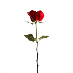 Obraz premium Red Rose Isolated on Transparent Background