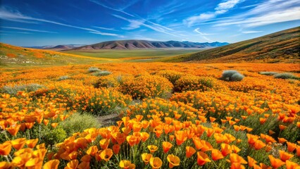 Vibrant wild California poppies in Antelope Valley California Poppy Reserve