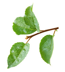 Fototapeta premium apple green leaf isolated on white background. clipping path