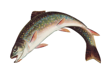 Leaping Brook Trout