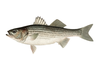 Striped Bass. Striped Bass Illustration. Bass fish logo.