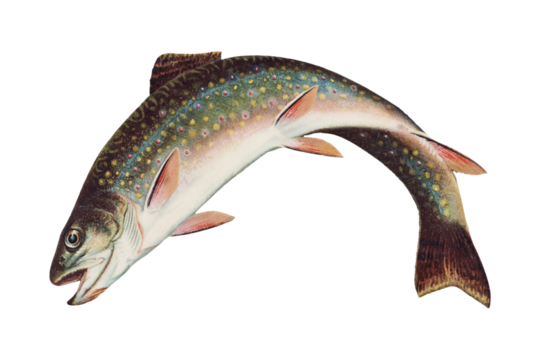 Leaping Brook Trout