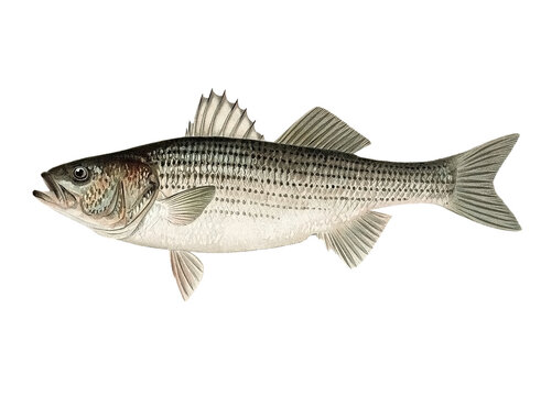 Striped Bass. Striped Bass Illustration. Bass fish logo.