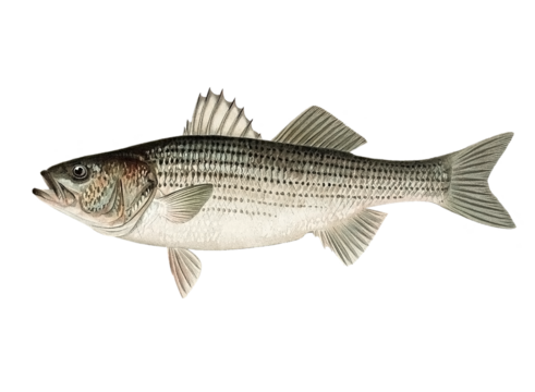Striped Bass. Striped Bass Illustration. Bass fish logo.