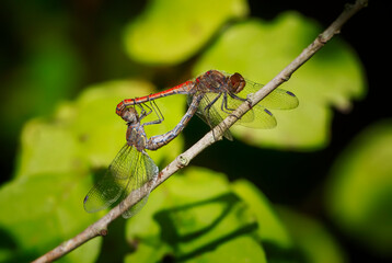 Couple of common darter (Sympetrum striolatum) mating. Dragonfly of the family Libellulidae